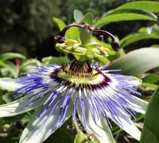 Rundgang durch den Botanischen Garten Cagliari