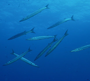 Barracudas