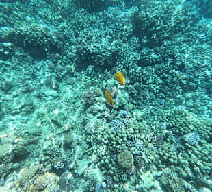 Schnorcheln Soma Bay