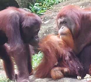 Singapur Zoo