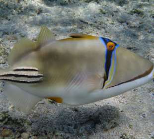 Hotel Resta Reef Resort 