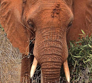 Tiere im Nationalpark 