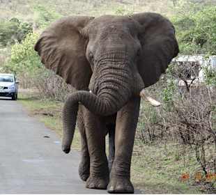 Bull Elephant walking down the road on 