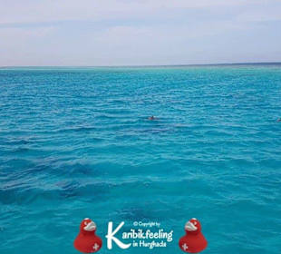 Private Delfin-Tour mit Delfinbeobachtung 16.11.20