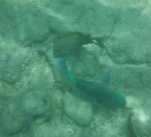 Hausriff, rechts von der Marina