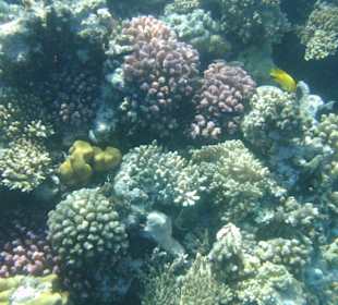 Hausriff, Schnorcheltiefe