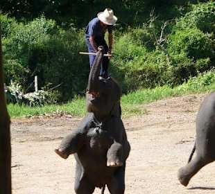 Maetang Elephant Park