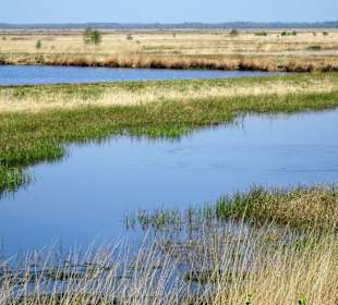 Rundgang durch das Stapeler Moor