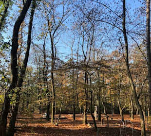 Wald am Landgrafen