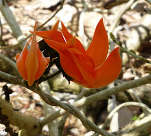 Botanischer Garten "Pamplemousses"