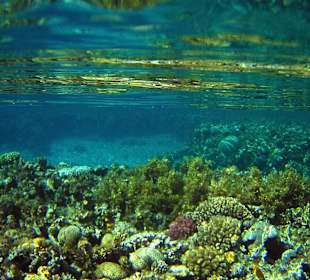 Schnorcheln Dahab