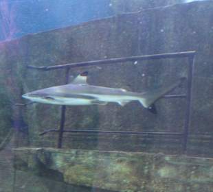 National Aquarium Malta - Haifisch