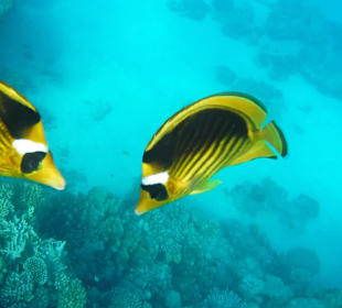 Schnorcheln Makadi Bay