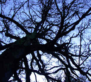 Baumkrone gegen den Himmel