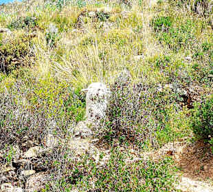 Wandern Isla del Sol