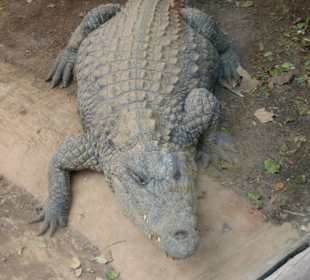 Jungle Park -  hält die Glasscheibe?