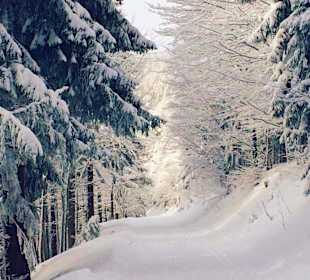 Super Schneebedingungen auf dem Bretterschachten!