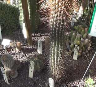 Botanischer Garten 