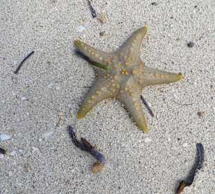 Seesterne am Strand von Prison Island