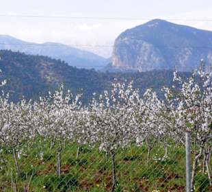 Mandelblüte