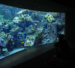 The Lost Chambers im Atlantis