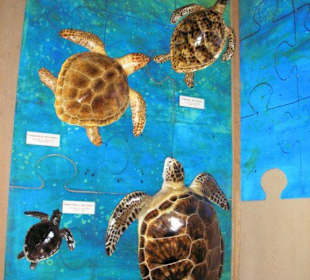 Schildkröten an der Wand