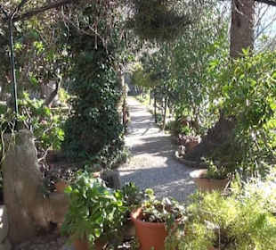 Son Marroig