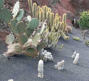 Jardin de Cactus