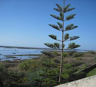 Blick von unserem Balkon  auf Rio Formosa