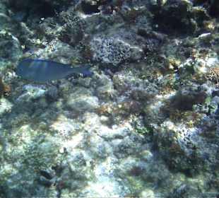 Unterwasserwelt am Strand Catalonia Riviera Maya