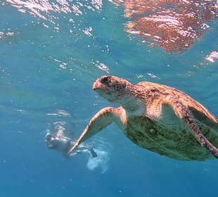 Schildkrötenausflug