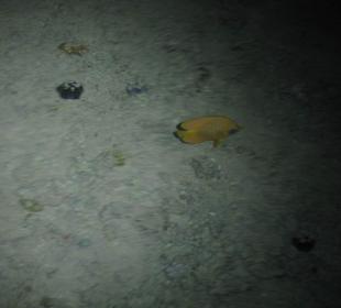 Фото с пирса