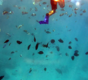 Schnorcheltour - Unterwasseraufnahme