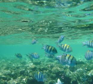 Tolle Unterwasserwelt