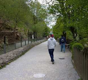 Eurasienbereich - Waldrentier