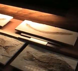 Naturhistorisches Museum