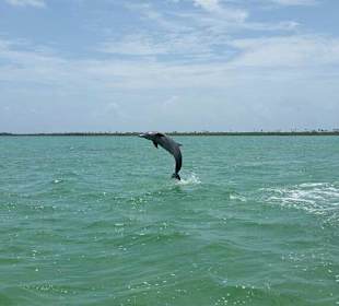 Walhaischwimmen -so geil