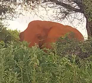 Wildnis Tours and Safaris - Diani Beach