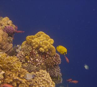 Schnorcheln, ein Genuss!