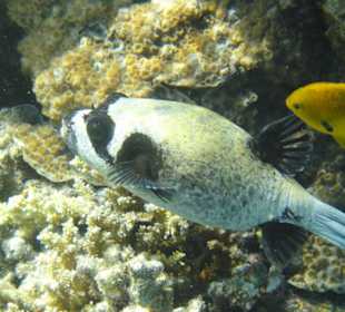 DelfinTour mit Mogli