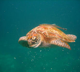 turtel - similan island