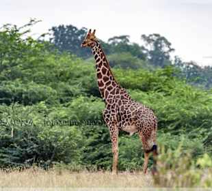 Giraffen haben irgendwas