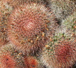 Nur nicht zu nahe kommen!