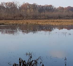 Feuchtgebiet Hervester Bruch