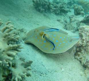 Blaupunktrochen mit Putzerfischen