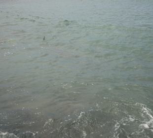 Haifische in der Haifischbucht