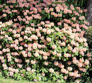 Impressionen vom Rundweg durch den Park