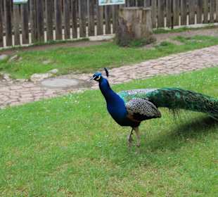 Wildpark Hundshaupten