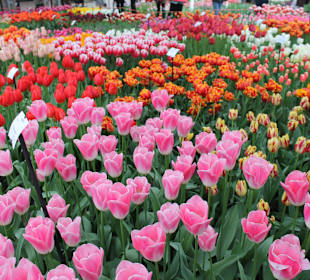 Keukenhof