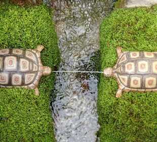 Impressionen von den Wasserspielen